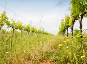 Winery in Calonge Winemaker Miquel Manresa Vines. Wild growth between the vines.