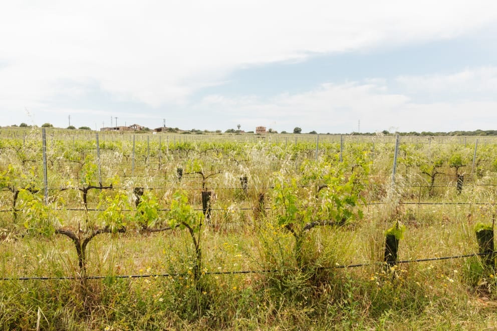 Winery in Calonge Winemaker Miquel Manresa Vines. Wild growth between the vines.