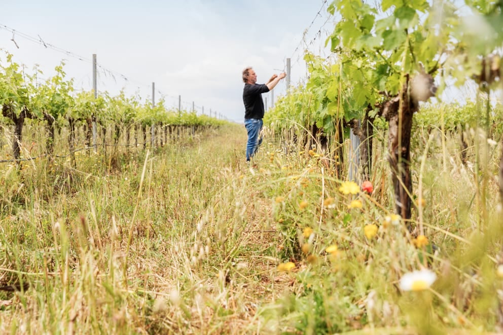 Winery in Calonge Winemaker Miquel Manresa Vines. Wild growth between the vines.