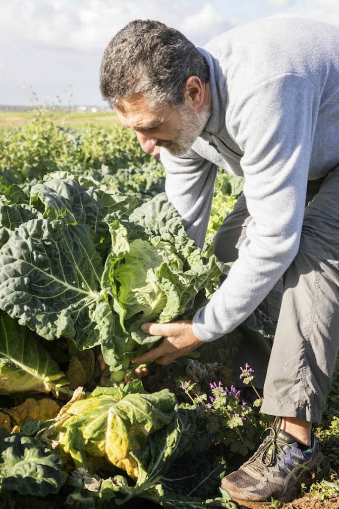 Espagne, Majorque, près de Manaocr, Sa Teulera, ferme biologique, propriétaire Joan Adrover. Chou