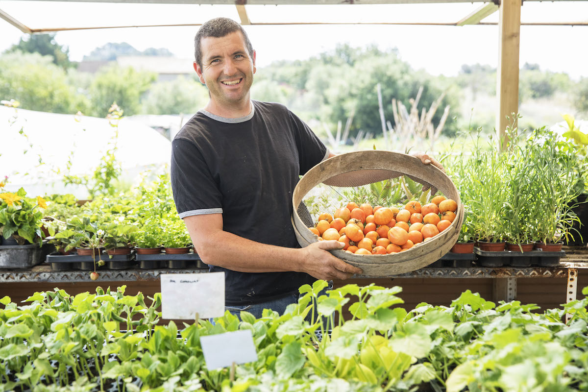 Organic nursery Can Roseta in Son Servera Gardener Biel Sured. Tomato plants.ramallet tomatoes