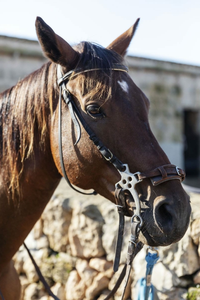 Mallorca,Es Trenc, randonnées équestres Sa Barrala, équitation avec Pedro, sur le terrain de la finca privée, en passant par les lacs salés, les forêts de pins et le long de la plage Es Trenc. Avec l'auteur Jutta Christoph et Dorothee Teichmann.