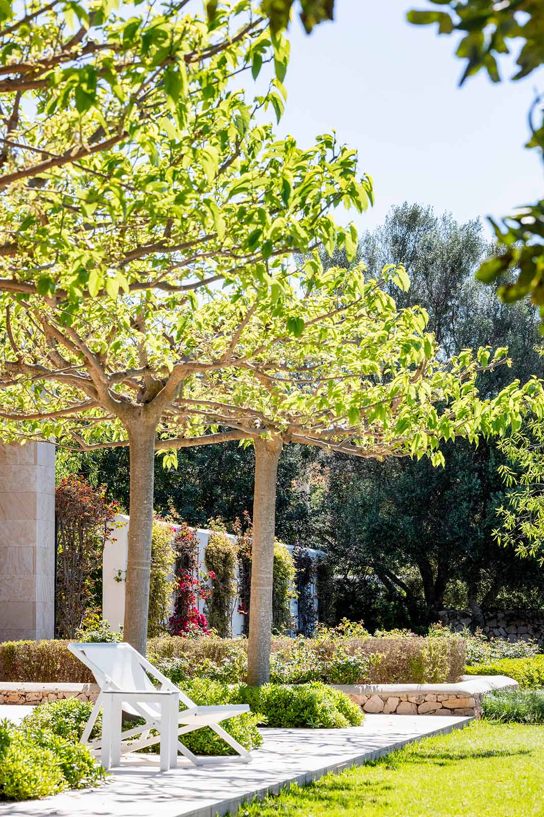 Dachförmig geschnittene Bäume als natürlicher Sonnenschutz • Andrea Lechte • Mallorca