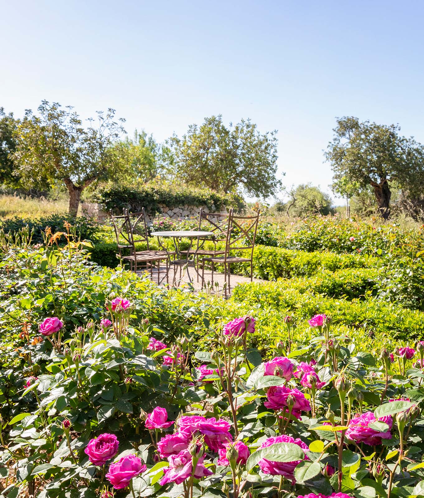 Duftende Remontantrose • „Reine des Violettes“ romantisch eingefasst von einer Mastixstrauch-Hecke • Andrea Lechte • Mallorca