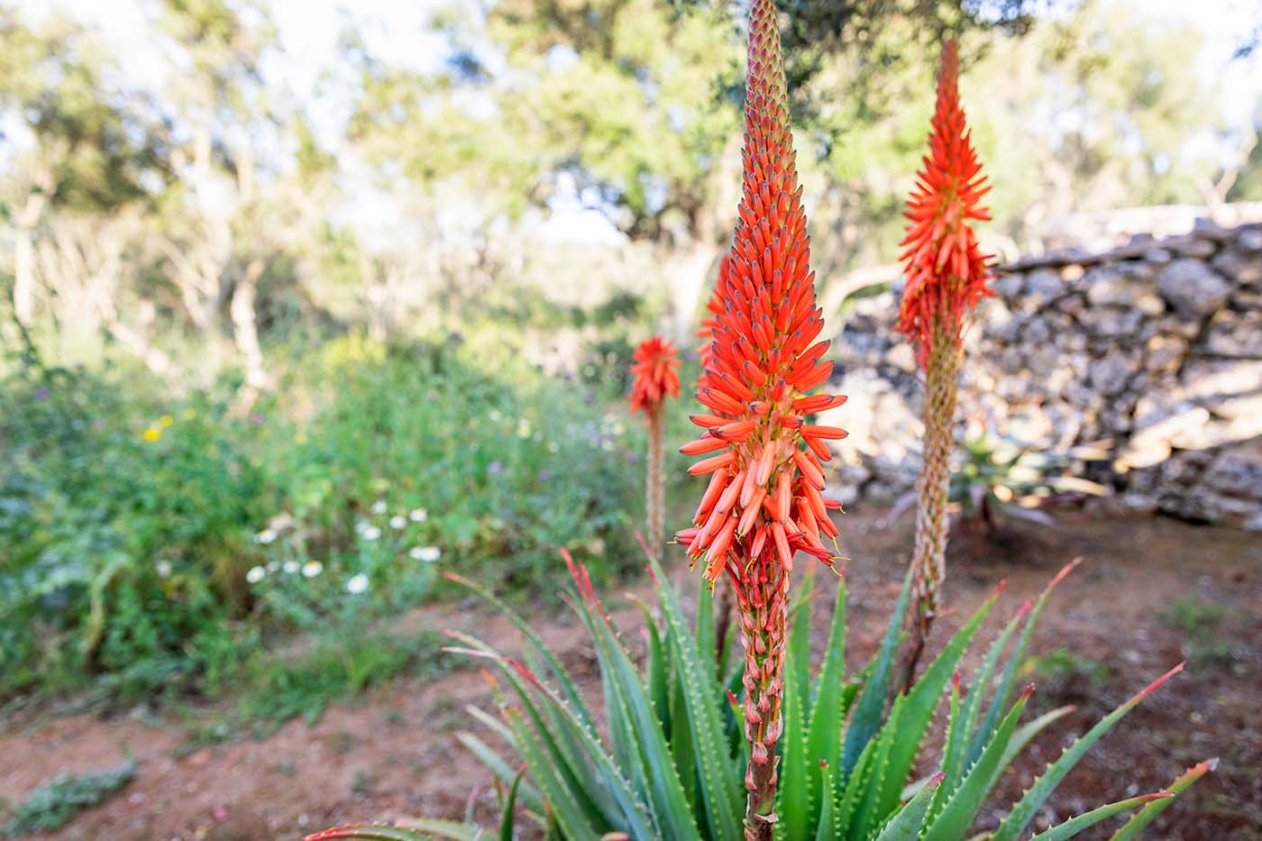 Suculentas en flor con Erika Könn en Mallorca