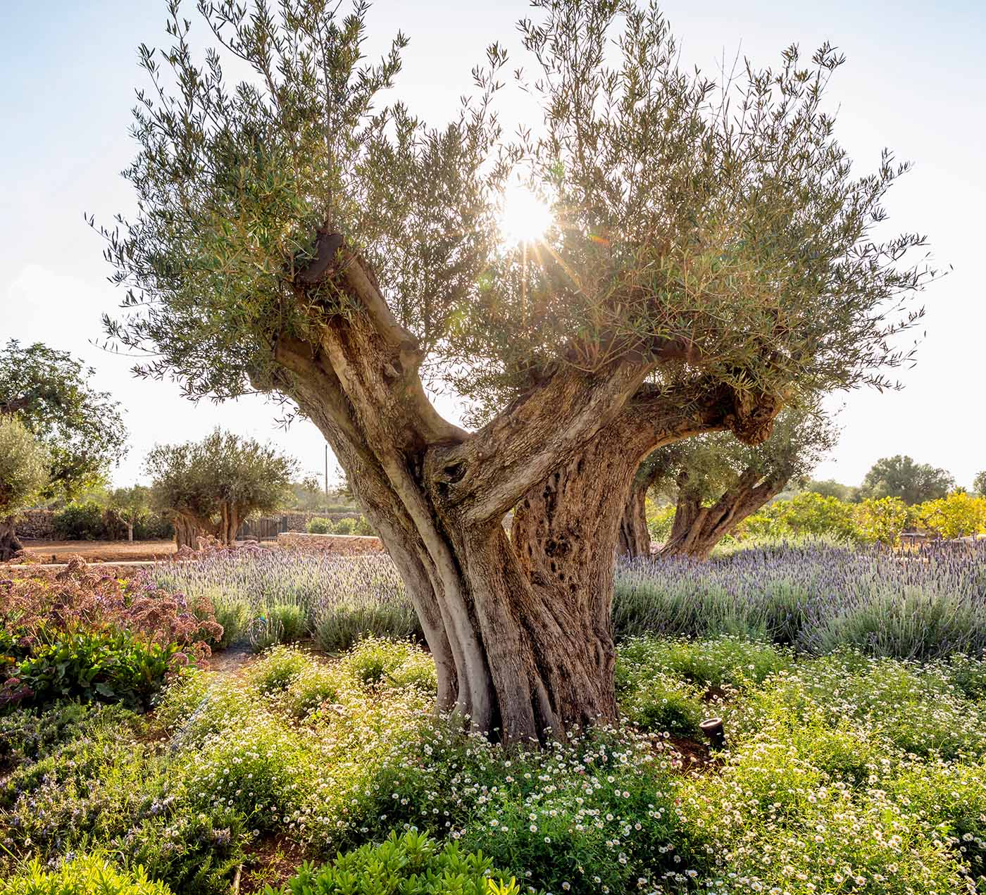 Traumhafter Olivenbaum bei Erika Könn auf Mallorca