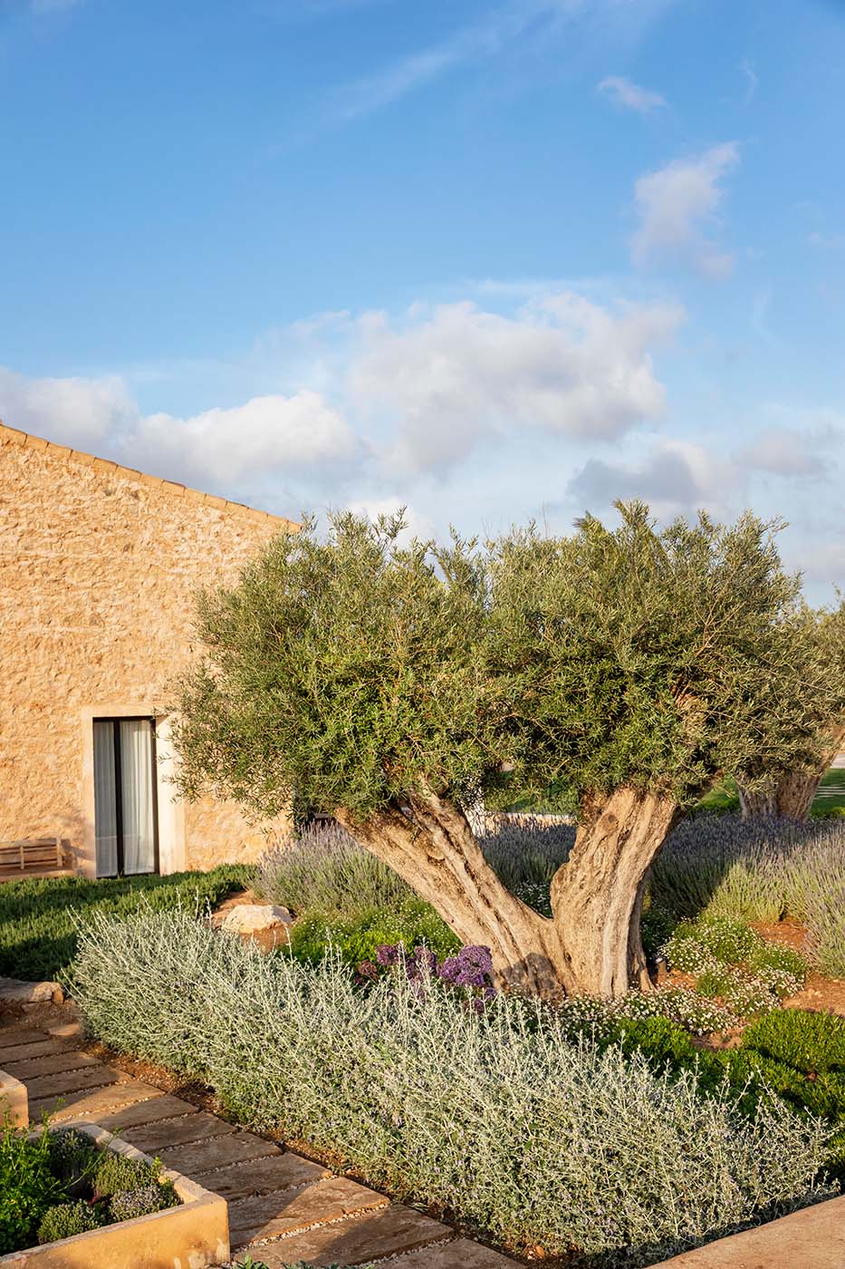Olivenbäume auf Mallorca - von Erika Könn