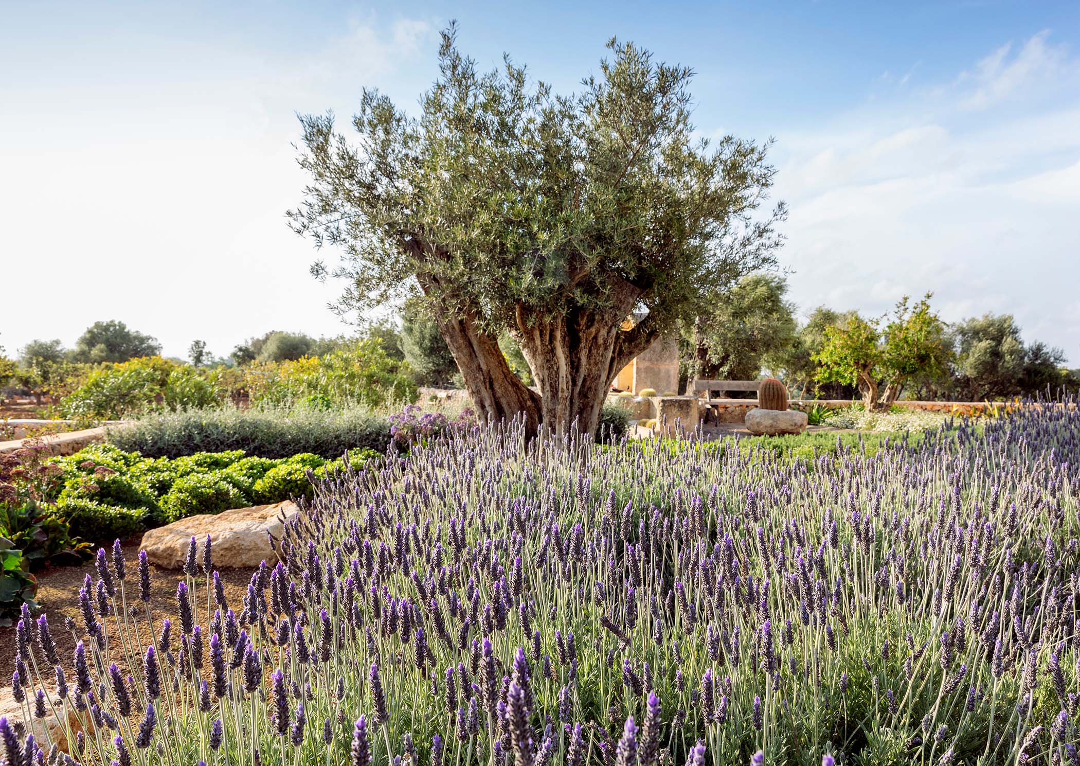 Private Paradiese - Mallorcas geheime Gärten