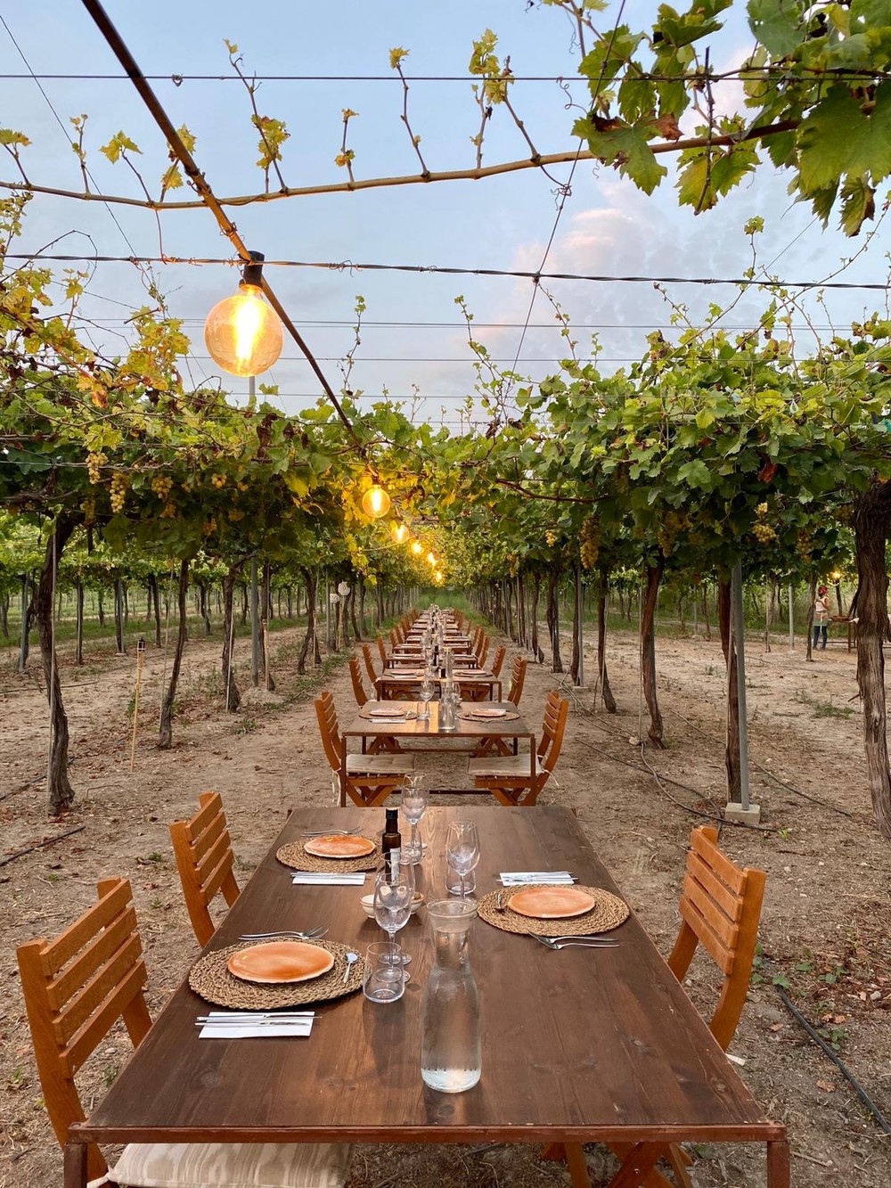 Repas fins dans le vignoble - Profitez de Majorque