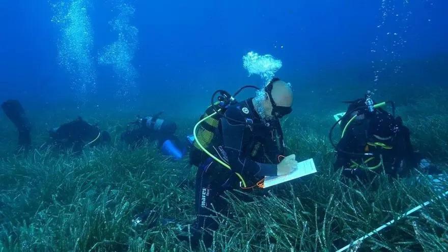 Volunteer divers collecting data: A photo of divers actively participating in the monitoring of seagrass beds.