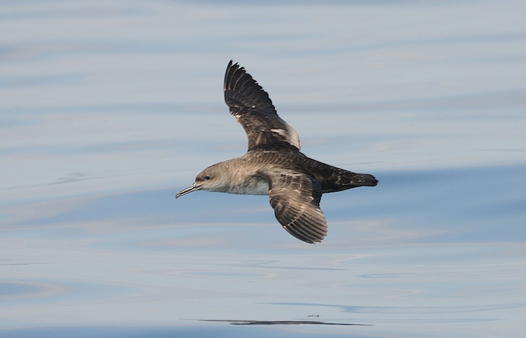 Balearic Shearwater Mallorca