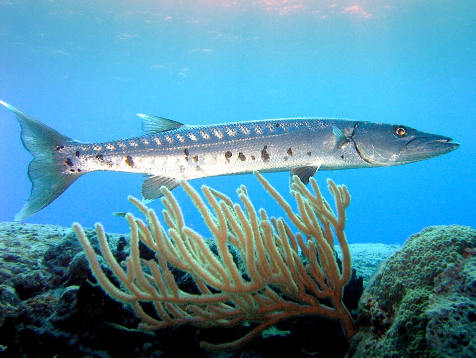 Barracuda Majorque