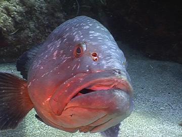 Brown grouper Mallorca