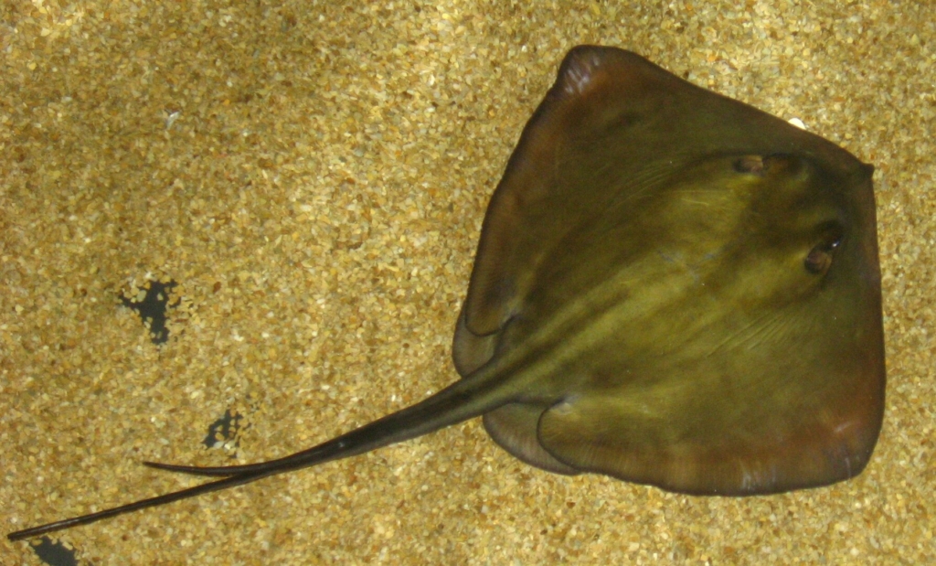 Mantarraya común Mallorca