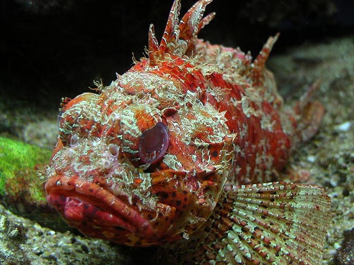 Large scorpionfish Mallorca