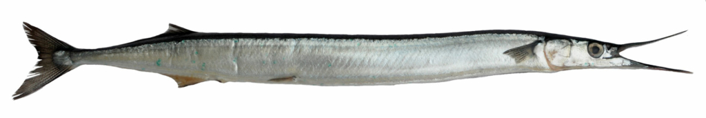 Garfish Mallorca