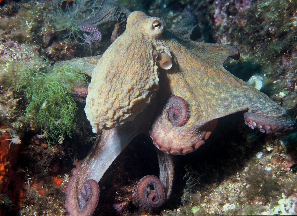 Pulpo Mallorca