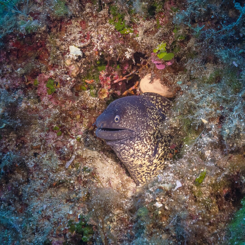 Murène de la Méditerranée Majorque