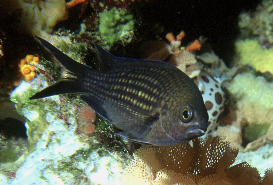 Poisson moine Majorque