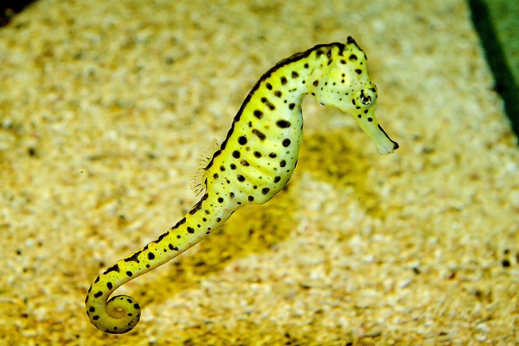 Seahorse Mallorca