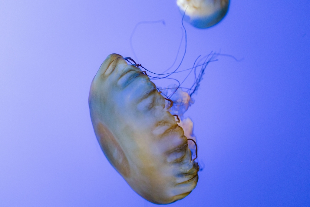 Fried egg jellyfish Mallorca