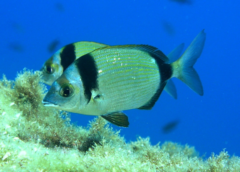 Two-banded sea bream Mallorca