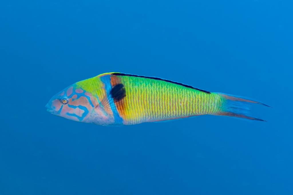 Sea peacock Mallorca