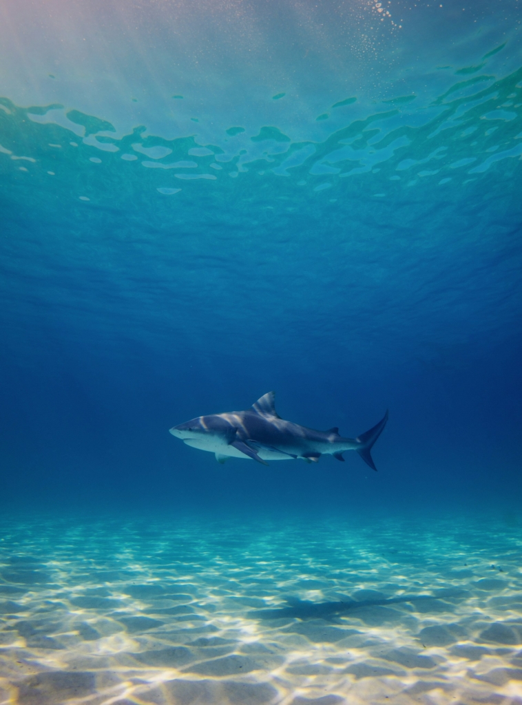 great white shark Mediterranean Sea Mallorca