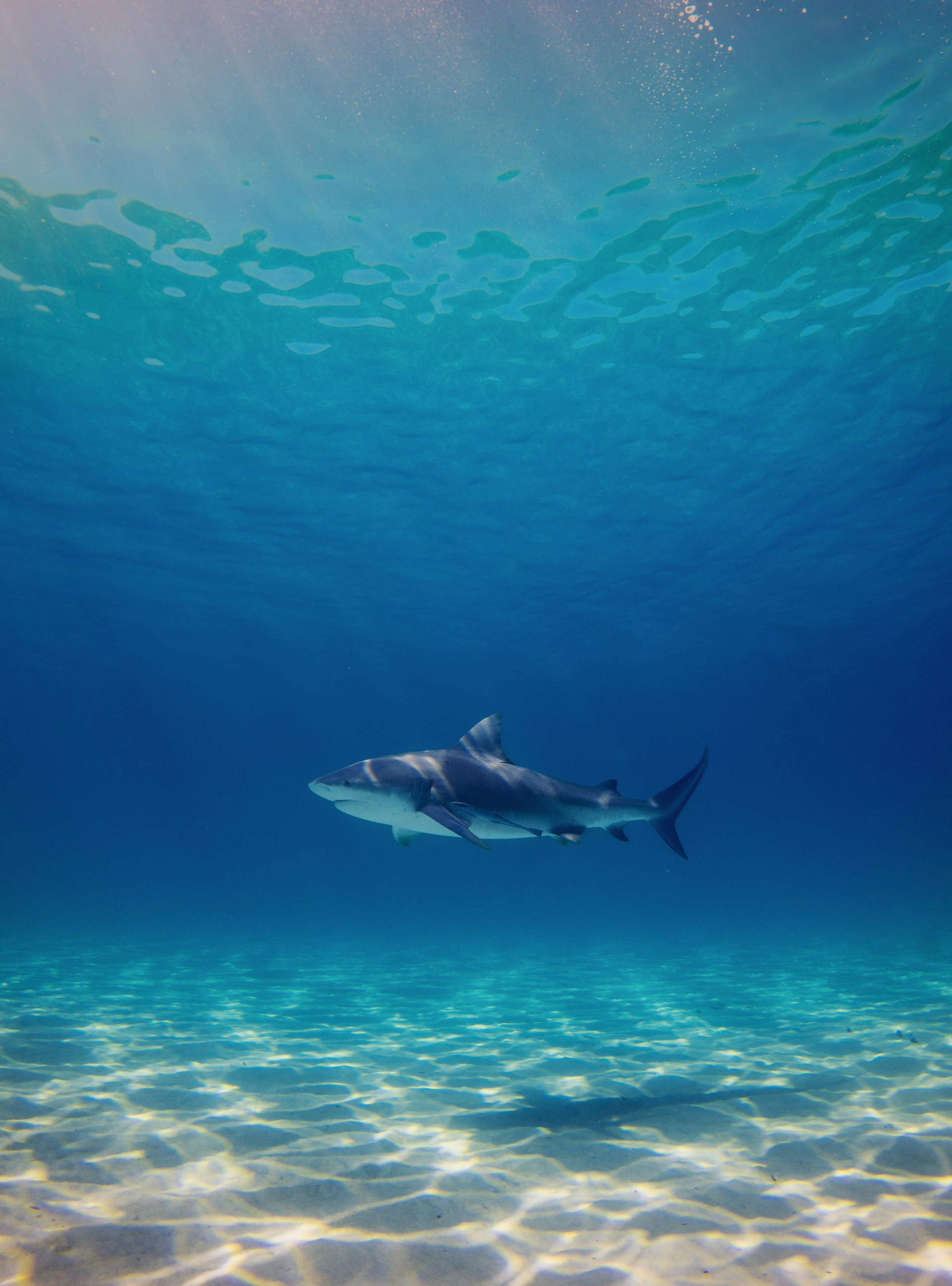 Fantômes des profondeurs : les grands requins blancs de la Méditerranée - Des rencontres rares au large de Majorque