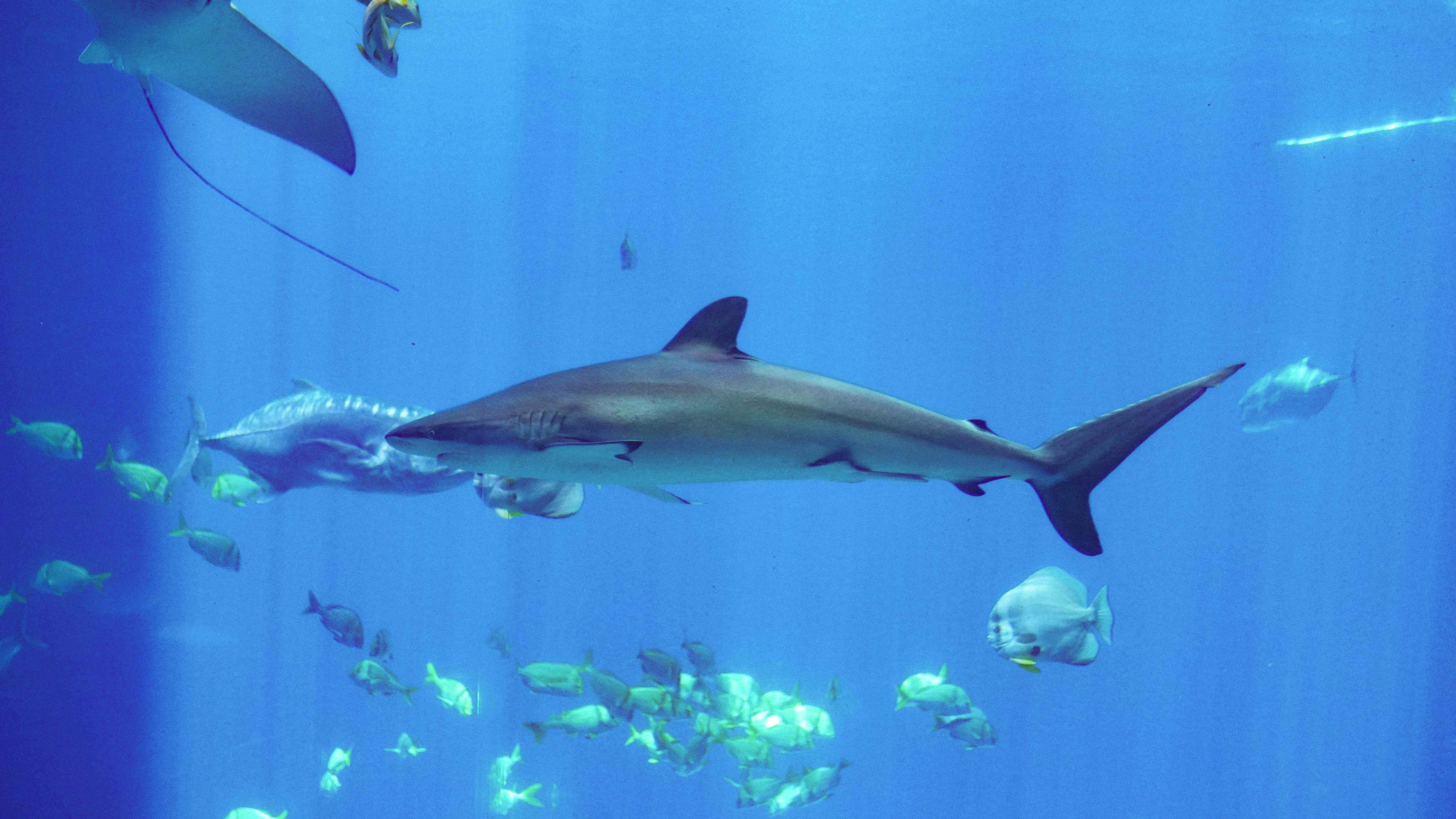 Shark and ray strategy in the Balearic Islands: Saving the marine giants or just hot air?