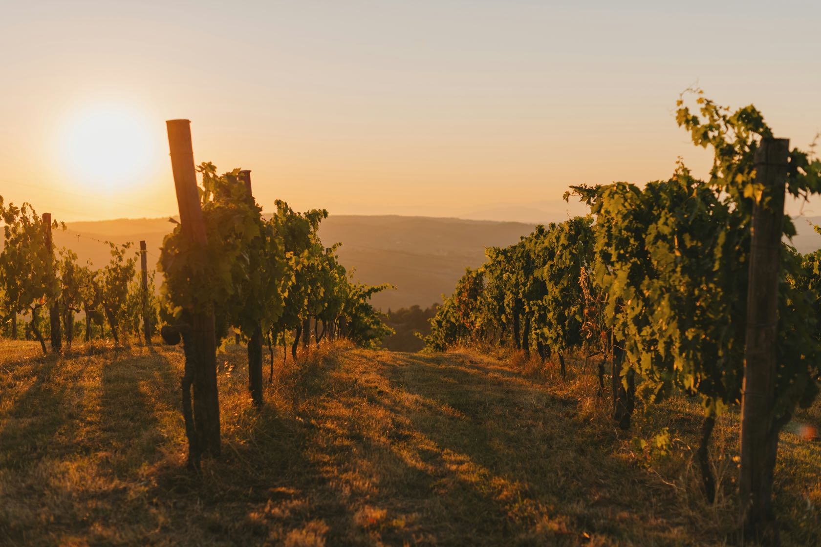 Vineyards in Mallorca