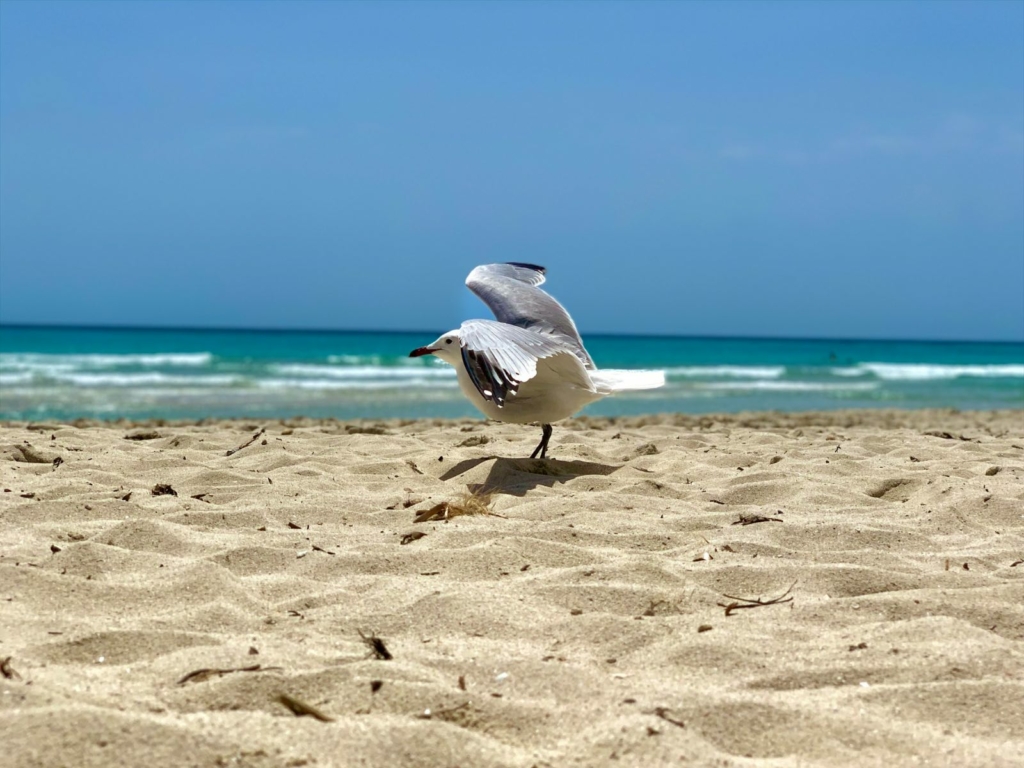 Mouette de Majorque