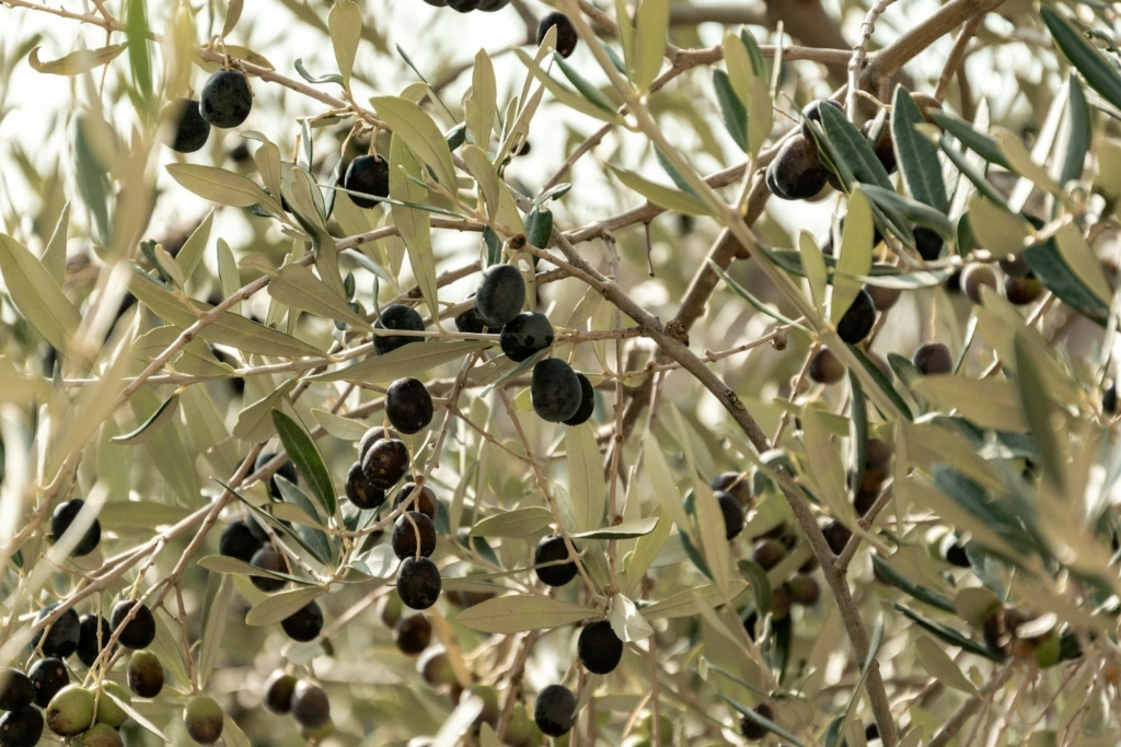 Olives de Majorque