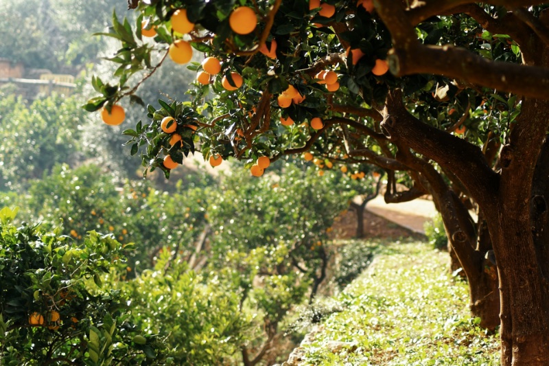 Mallorca unter Angriff: Wie der Zitrusthrips das Orangental bedroht