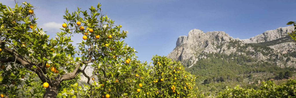 Orange trees Soller Mallorca