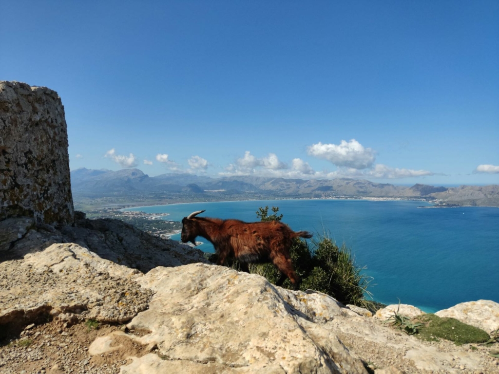 braune Ziege Mallorca