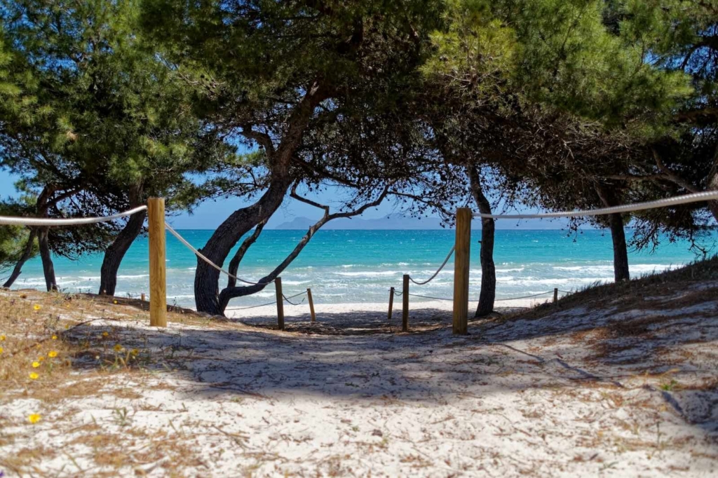 Plage avec pins Majorque