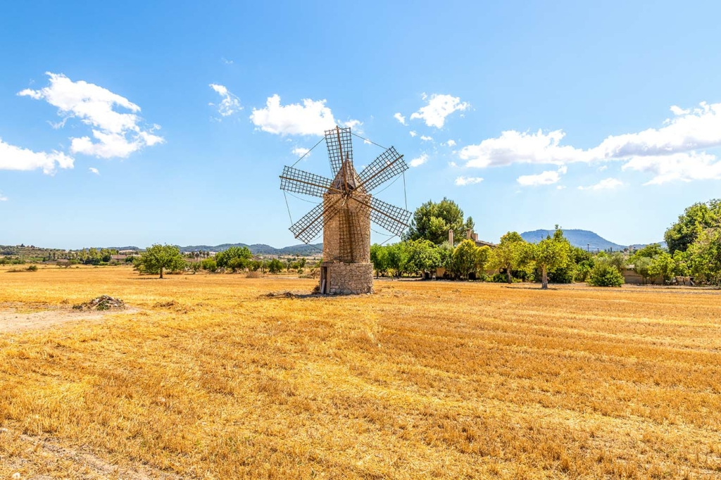 WindmĂŒhle in der Ebene Pla de Mallorca â lĂ€ndlicher Roadtrip mit dem Mietwagen