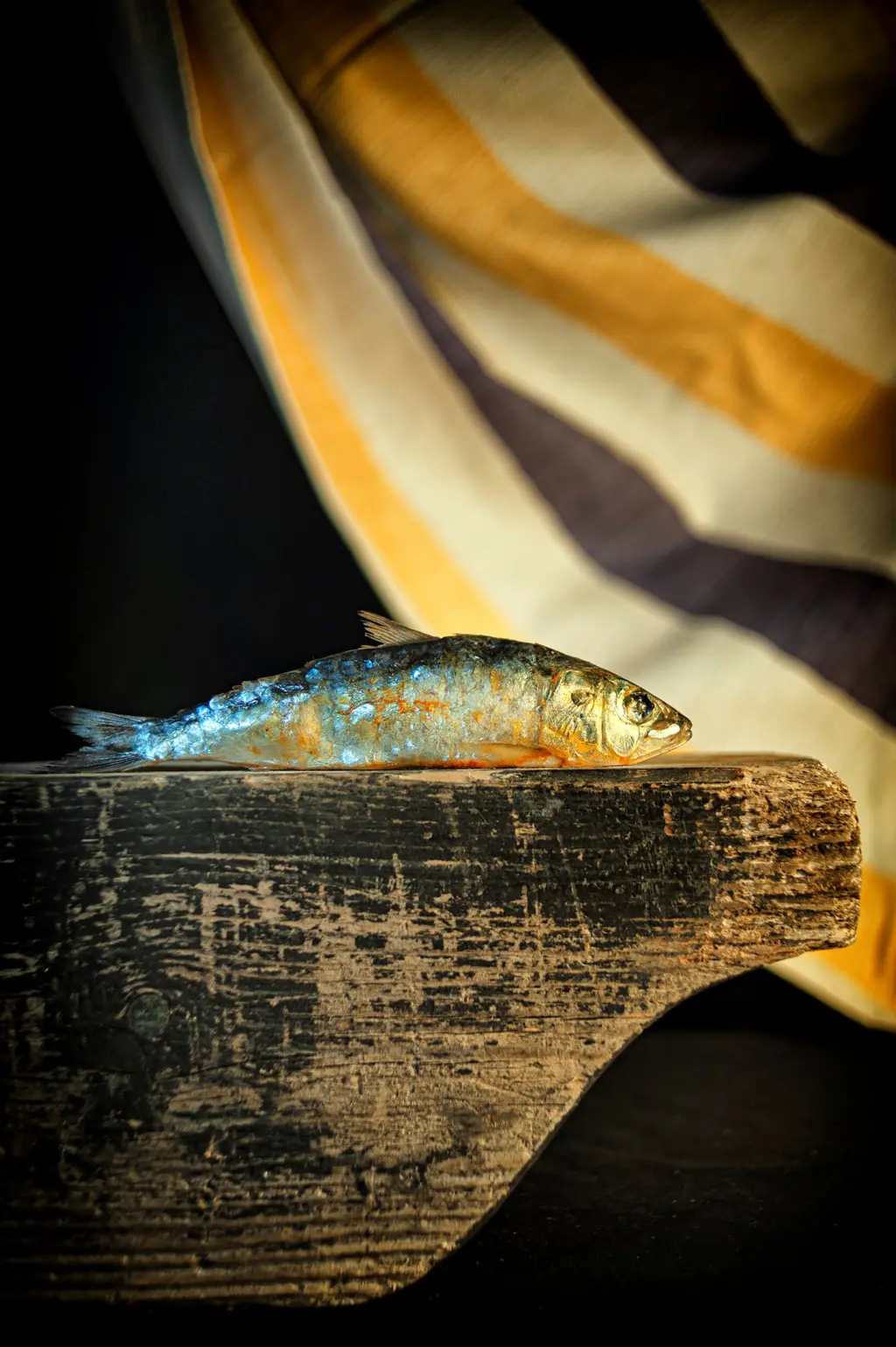 Amtliche Canal’Art-Grafik: ein silbrig blauer Fisch liegt vor einem unscharfen Hut auf einer Holzfläche.